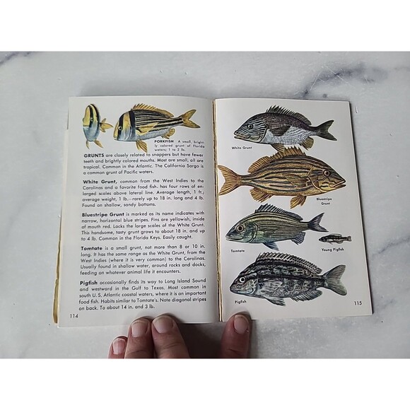 A Golden Guide Fishes Paperback - Picture 7 of 10